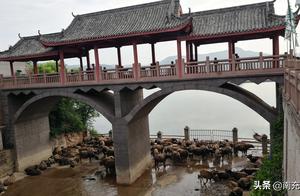 Fill south Sichuan: By the side of beautiful Jia Lingjiang, 100 oxen cross zoology marvellous specta