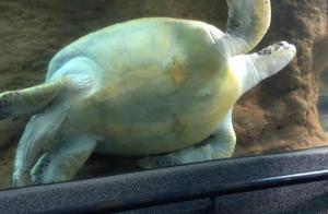 Is chelonian blocked 5 years nobody canal? The netizen discovers a chelonian is waited for from begi