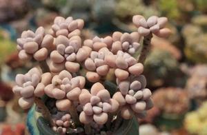 Meaty plant Allan explodes basin, you need only so