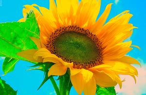 Photography is admired -- a group of helianthus (S