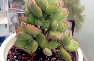 Glance enter " meaty hole " , energy of life of 