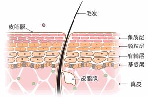 How to write the leather fat film that protects damage?