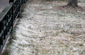 Hangzhou west lake in April " flying snow " , th