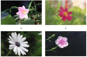 Which beautiful meeting most die of old age first?