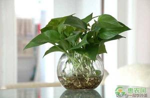 Does water earth up flowers to also have true and 