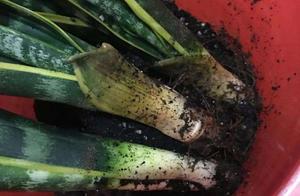 Appear these 4 kinds of circumstances, the plant i