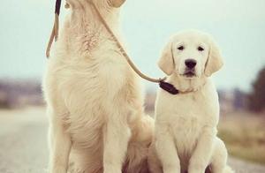 How long does the life of golden wool dog have? 5 action prolong the life of golden wool!