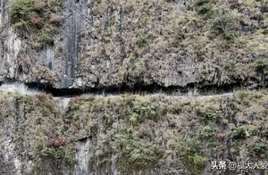 The tea Ma Gu that you do not understand, in compa