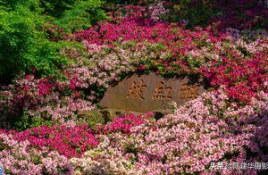 A piece of entrance ticket 15 yuan, garden of cuckoo of benefit hill ancient town, it is to enjoy th