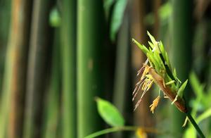 Popular science: After bamboo blossoms, why should