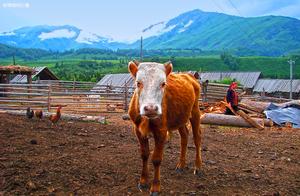 Wood of Xinjiang standing grain, scene can is compared 