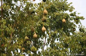 Yellow bosom weaverbird gathers together nearly 100 bird's nest build nest together terribly is gra