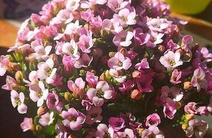 Macrobian beautiful florescence should end, take t