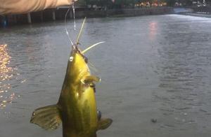 River water goes up " yellow croaker is flush " 