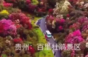 百里杜鵑在貴州哪個地方