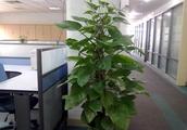 办公桌摆放风水植物有哪些 办公桌植物