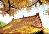 Jinan has drip fabaceous temple, the ginkgo here f