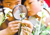 写植物的小作文500字以下