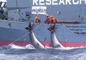 Japan restarts winter " scientific research whale