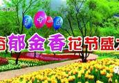 关于郁金香的作文