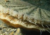 Scallop has 200 eyes! Concave lens + double retina, be just as exceed strong binoculars