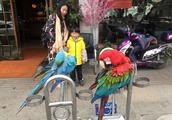 Macaw is become " the young lady that welcome gue