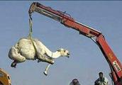 Open crane to bake a camel! Be used to the renown 