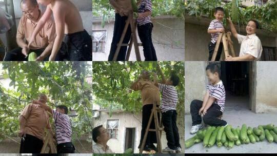 关于看菜地的作文700字