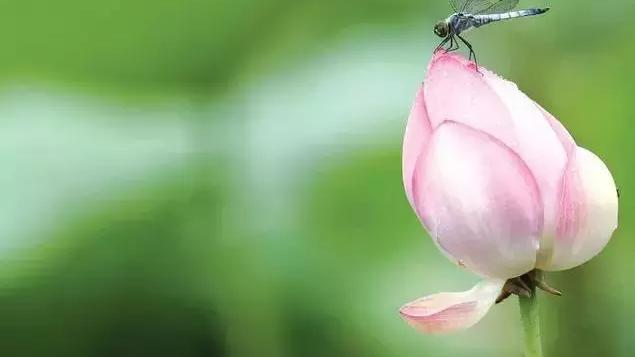 夏天里有什么动物