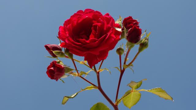 形容玫瑰花香的词语
