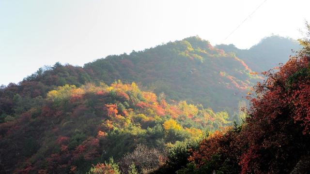 关于绿的作文100字花