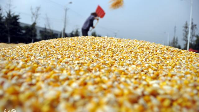 家乡的秋收作文300字