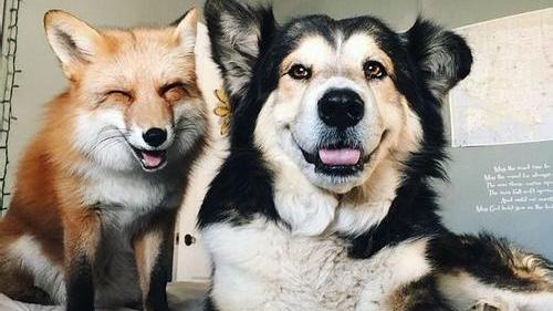 可以养狐狸当宠物吗？