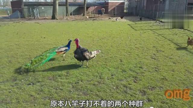 火鸡和普通的鸡有什么区别