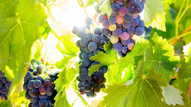 最脆弱的生命作文五百字