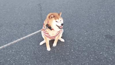 六安房價會不會降 六安房價會降嗎