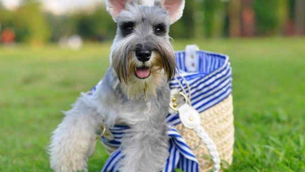 家里 室内 养哪种中型犬比较好