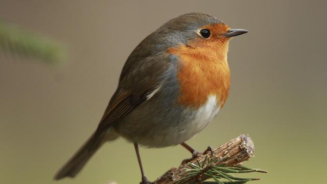 我见到的鸟作文三百字