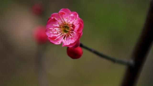 有关梅花的诗词