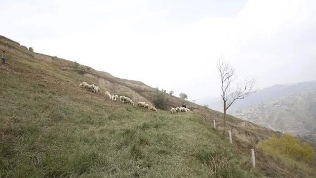蘭州碧桂園房屋倒塌死了多少人？