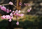 《找春天》这篇作文怎写？