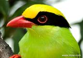 Animal world - blue green magpie