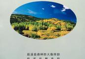 作文:森林里的比赛