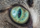 猫的眼睛有什么作用