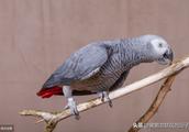 Buy price of two grey parrot to differ 89 Africa grey parrot has what after all 