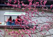 Changjiang Delta spring comes early, the thin west lake that Yangzhou treats in light of has much be