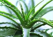 Aloe water is much soddener how to do, a petty action solves a problem easily