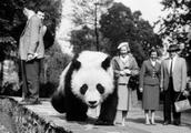 This giant panda, was on emblem of world natural foundation from Sichuan