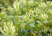 What does the pharmacodynamics effect of honeysuckle have? When to pluck best? See an expert how say
