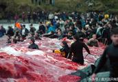 Denmark: Every year hundreds of whale die in human hand, blood incarnadine whole sea!
